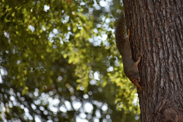 主客场因素 主客场因素